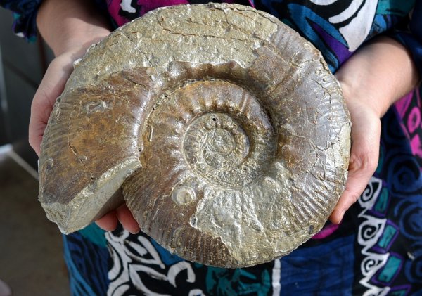 Жители Ленобласти обнаружили окаменелости огромного моллюска