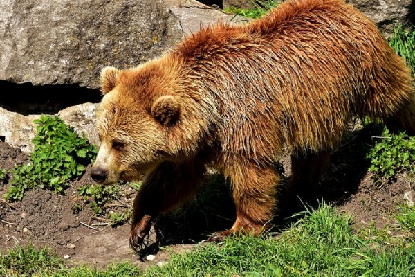 В красноярском заповеднике «Столбы» медведи бродят по туристическим тропам