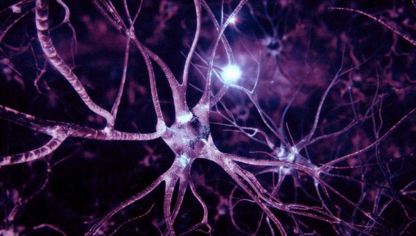 Миф разрушен: Ученые доказали возможность восстановления нервных клеток