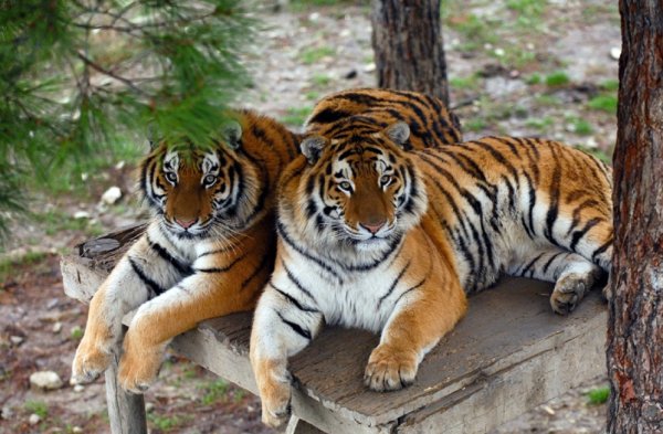 Ученые раскрыли секрет развития тигров по генам