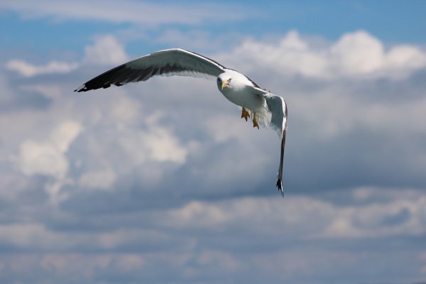 Ученые выяснили, каким образом птицы научились летать