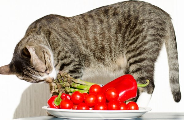 Учёные предупредили, что кошки-вегетарианцы чаще болеют