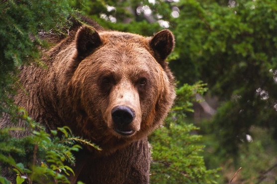 Медведь растерзал 15-летнего школьника