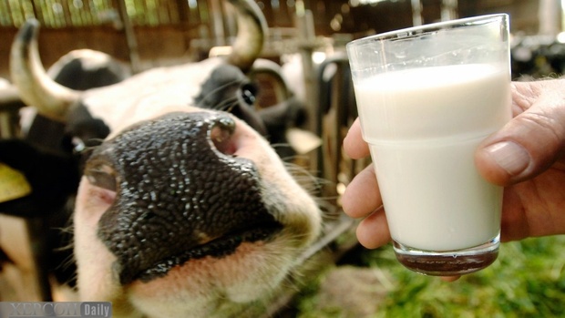 Тюменский район стал лидером по производству молока