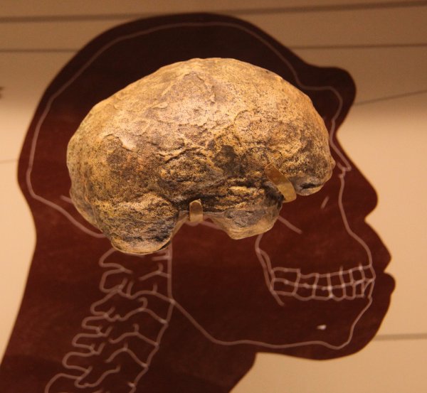 Ученые обнаружили схожесть мозга древних людей с мозгом современного человека