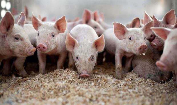 На частных подворьях Тюменского района посчитали свиней