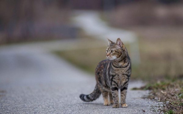 «Даже котики знают ПДД!»: Соблюдающий правила кот попал на видео и умилил сеть