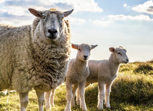 Овцы не могут распознавать лица людей – ученые