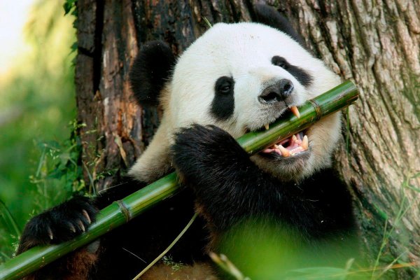 Ученые выявили хищное происхождение предков больших панд