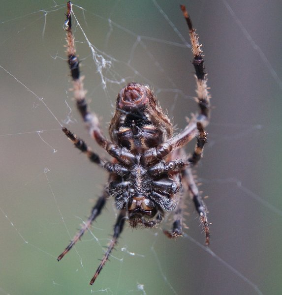 Ученые: Мир в опасности от ядовитых пауков, убивающих живых существ