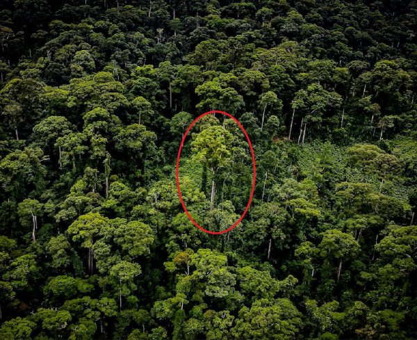 Учёные обнаружили высочайшее тропическое дерево на Земле