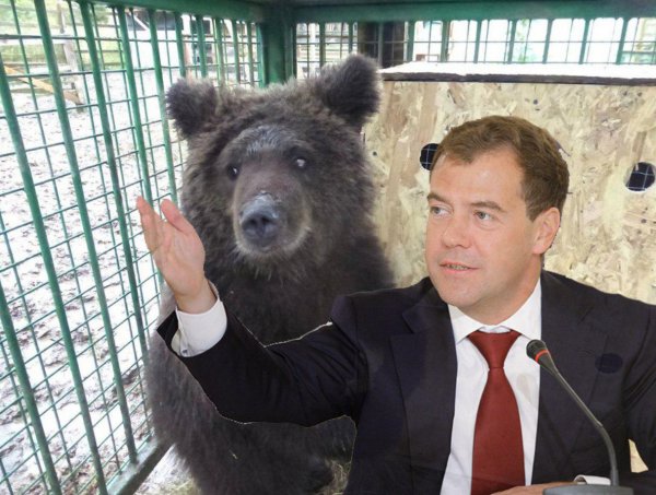 «Просыпается и ничего не понимает»: Россияне сравнили Медведева с медведицей Дашей
