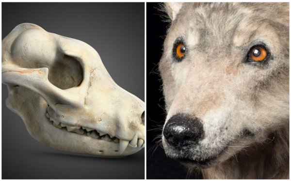 Учёные воссоздали морду 4 500-летней собаки
