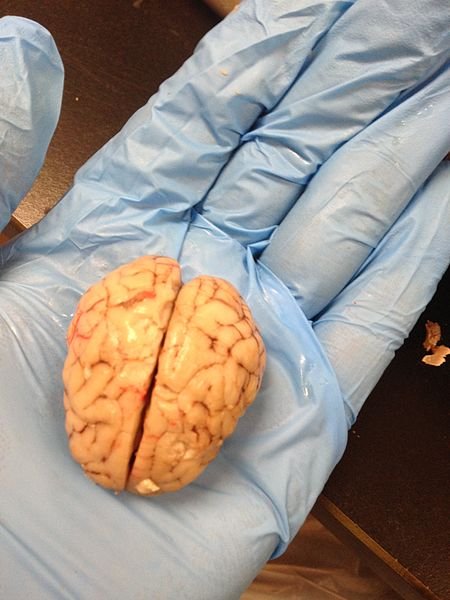 Ученые восстановили функции мозга свиньи после смерти