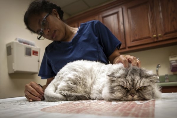 Здоровые и пушистые: Ветеринары рассказали о главных правилах по уходу за домашними кошками