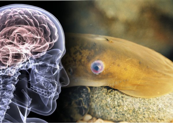 Рыбы-паразиты доставят лекарство в мозг человека и помогут вылечить рак – исследование