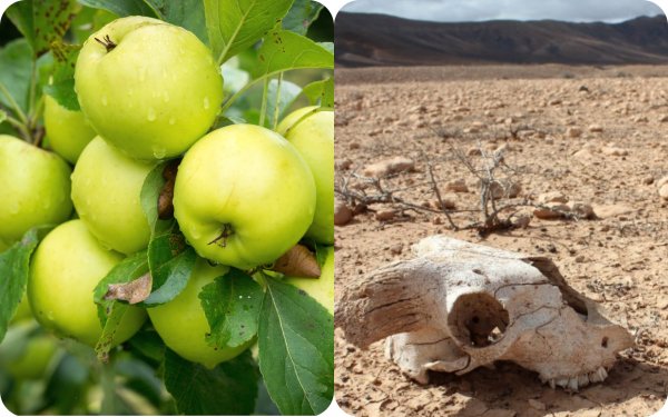 Животные вымерли из-за яблок? Стала известна причина массового исчезновения видов