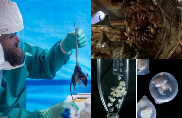 Фильм «Щупальца» реален: Подопытные осьминоги заменят крыс и уничтожат человека