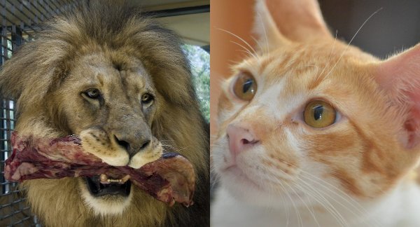 Защитники животных предупреждают: Диета без мяса смертельно опасна для котов