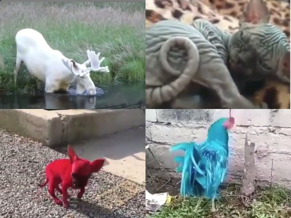Голубой петух, малиновая собака и лысый кот-шарпей: Нибиру уродует животных Земли для космического цирка