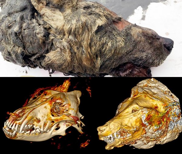 В Сибири нашли мумифицированную голову гигантского волка