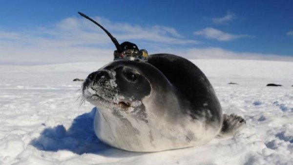 Морские котики с антеннами на головах помогли учёным раскрыть тайну Антарктиды