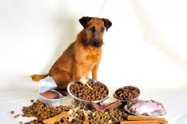 Чем кормить собаку? Корм против человеческой еды