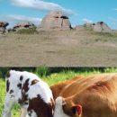 Моча древних людей помогла учёным выяснить историю скотоводства Моча древних людей помогла учёным выяснить историю скотоводства
