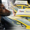 Вылезай и не гавкай: Клиенты «Яндекс.Такси» теряют деньги, сталкиваясь с отказом везти больное животное